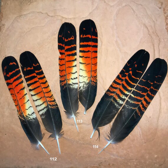 Black Cockatoo FEMALE Feather Trusted Approved Licence Holder Etsy