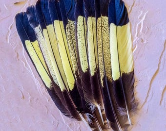 Yellow Tailed Black Cockatoo Tail Feather – Rare Australian Feather