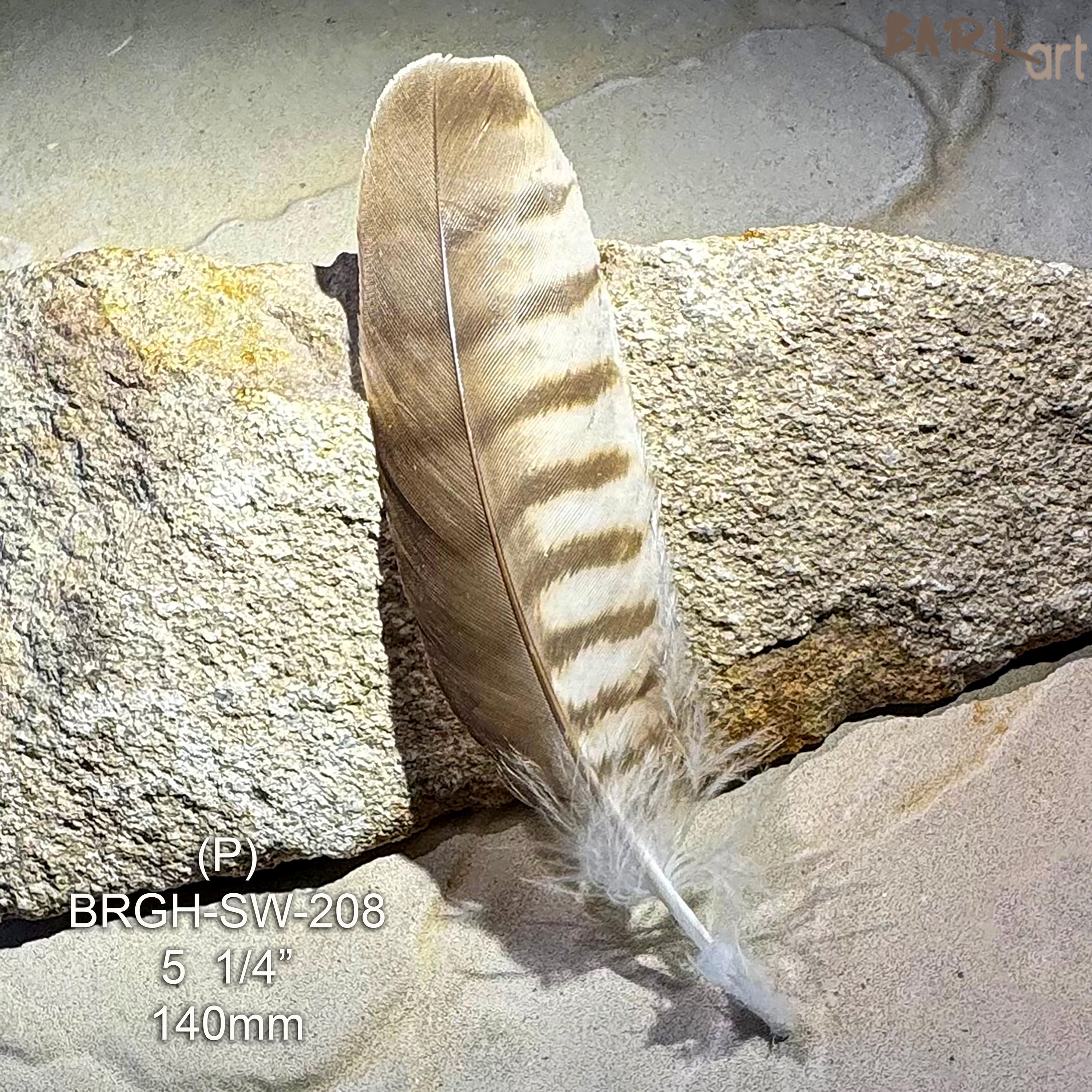 Small Raptor Feather Brown Goshawk