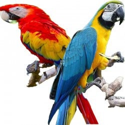 Macaw Flight Wing Feathers - Craft Feathers, Rare Feathers