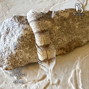 May include: A natural bird feather with brown and white horizontal stripes and speckled patterns. The feather is labelled with the text (P) BOW-T-C-1, 5 inches, and 130mm. The feather has a central quill and soft, fine barbs along the edges.