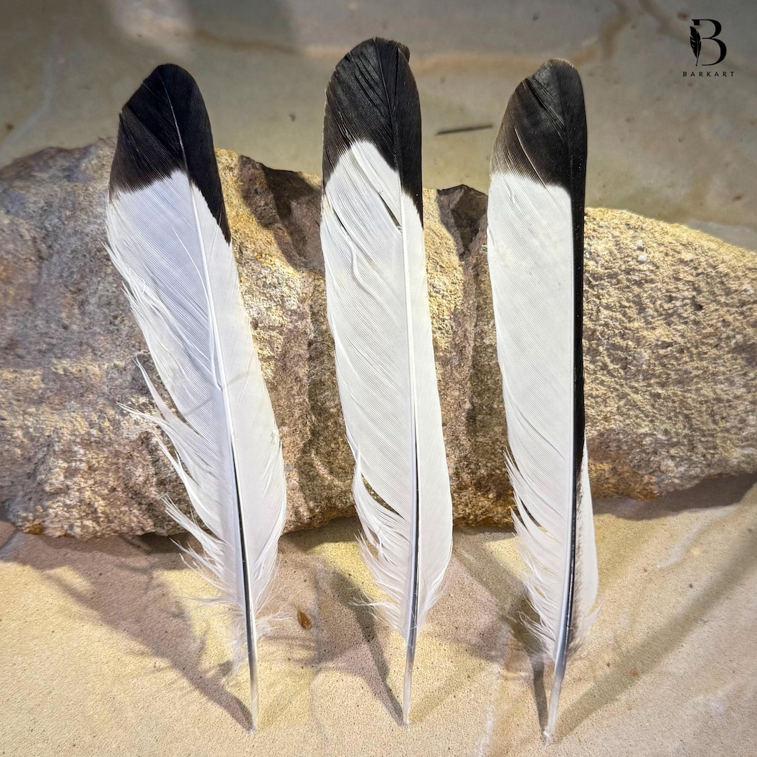 thumbnail image 2 of 20 Magpie Tail Feathers 7-8 Inch – Hand-Sorted For Fly Tying & Native American Crafts 2 of 6