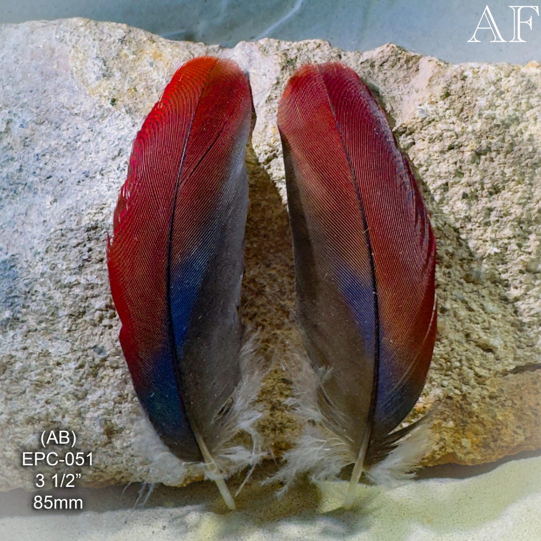 World's Rarest Feather Eclectus Parrot Feathers – Rare Red & Purple Coverts, Close Pair - Etsy