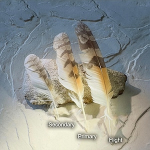 May include: Three bird feathers, labelled "Secondary", "Primary", and "Flight", rest on a small, grey stone. The feathers are white, brown, and tan, with intricate patterns. The background is a textured, grey surface.