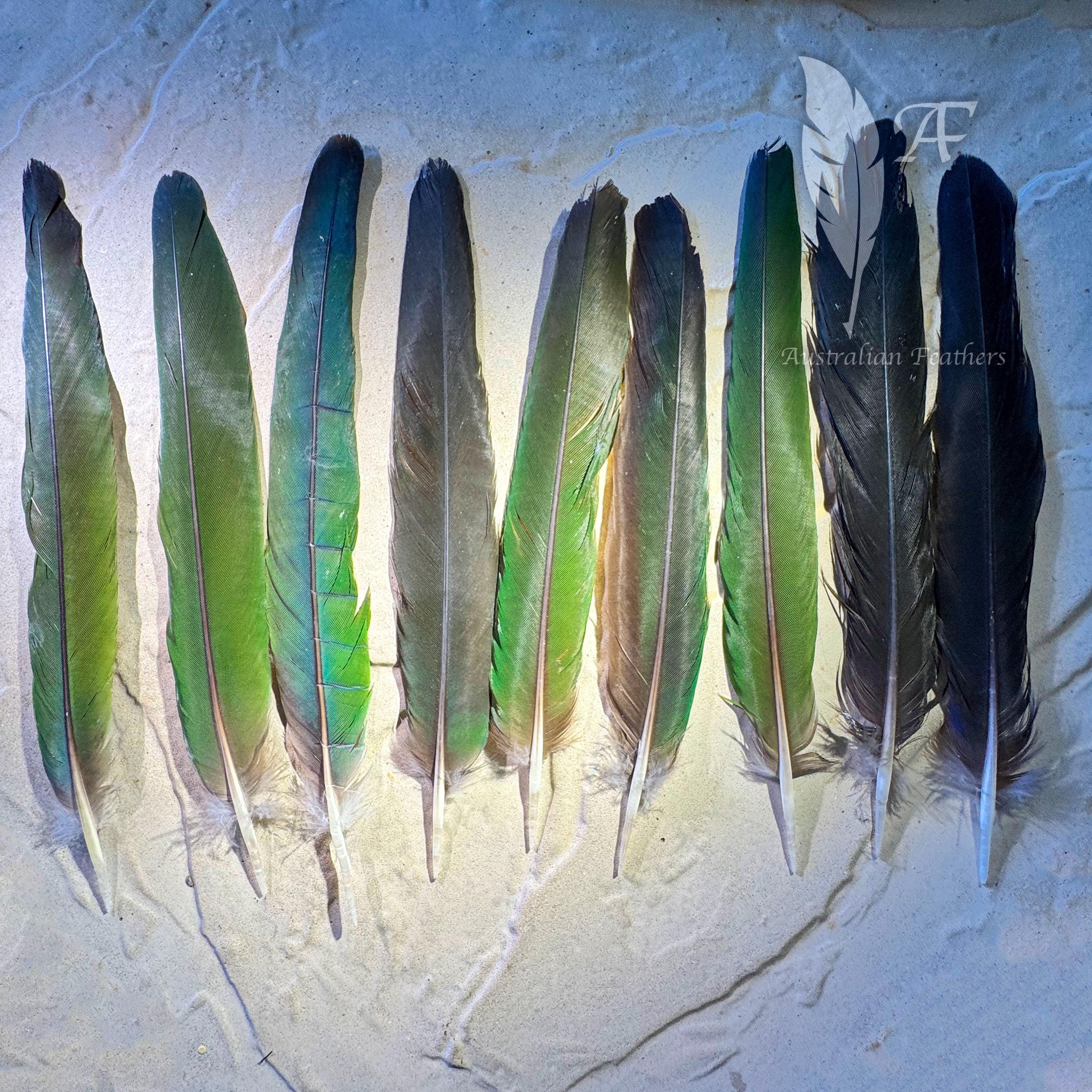 セール！ Feather and Brush：オーストラリア鳥類芸術300年 Porcelain Feather Painting, Handmade Framed Feather