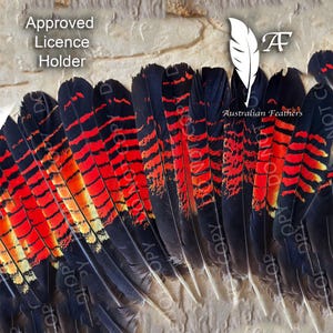May include: A collection of black feathers featuring horizontal red and orange striped patterns. The text "Approved Licence Holder" and "Australian Feathers" with a white feather logo are visible. The feathers are arranged in a fan-like formation.