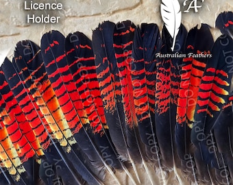 FEMALE Red-Tailed Black Cockatoo Tail Feather, Millinery, Boho, Akubra Hat Feather (Permit Supplied)