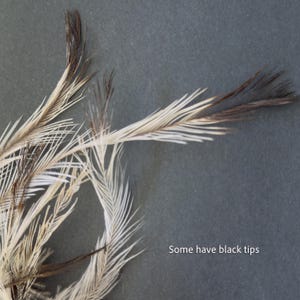 50 NATURAL White Emu Feathers, Millinery, Earrings, Jewellery, FlyFishing