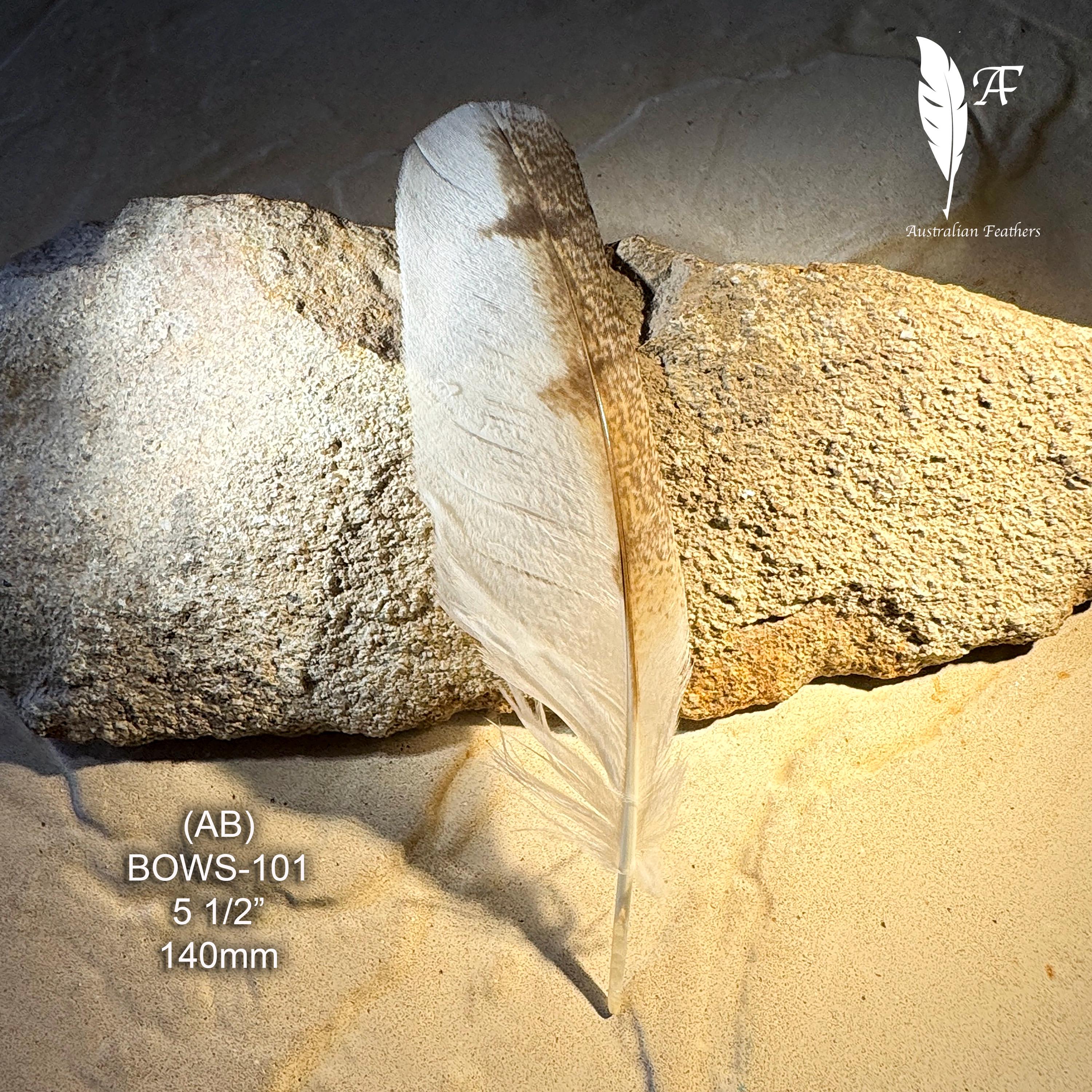 Australian Barn Owl Feather, Ethically Sourced, Boho Smudging Decor