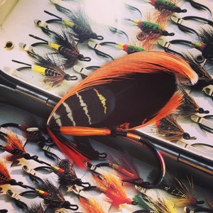 May include: A collection of colorful fishing flies, including a large orange and black feather, arranged in a tackle box. The flies feature various colors like red, yellow, and black, with detailed hooks.