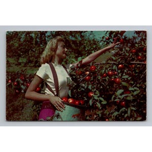 Postal Vintage Mujer recogiendo manzanas Shenandoah Valley Virginia plastichrome
