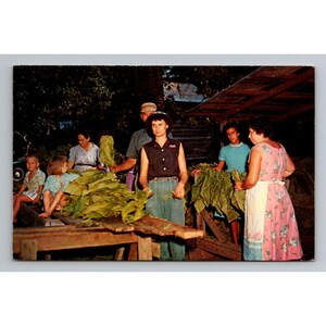 VTG 1950’s Chrom Postkarte Barning Tobacco in Dixie Georgia Carolina ungestempelt