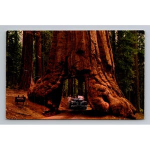 Carte postale vintage Yosemite National Park Wawona Tunnel Tree sans affectation