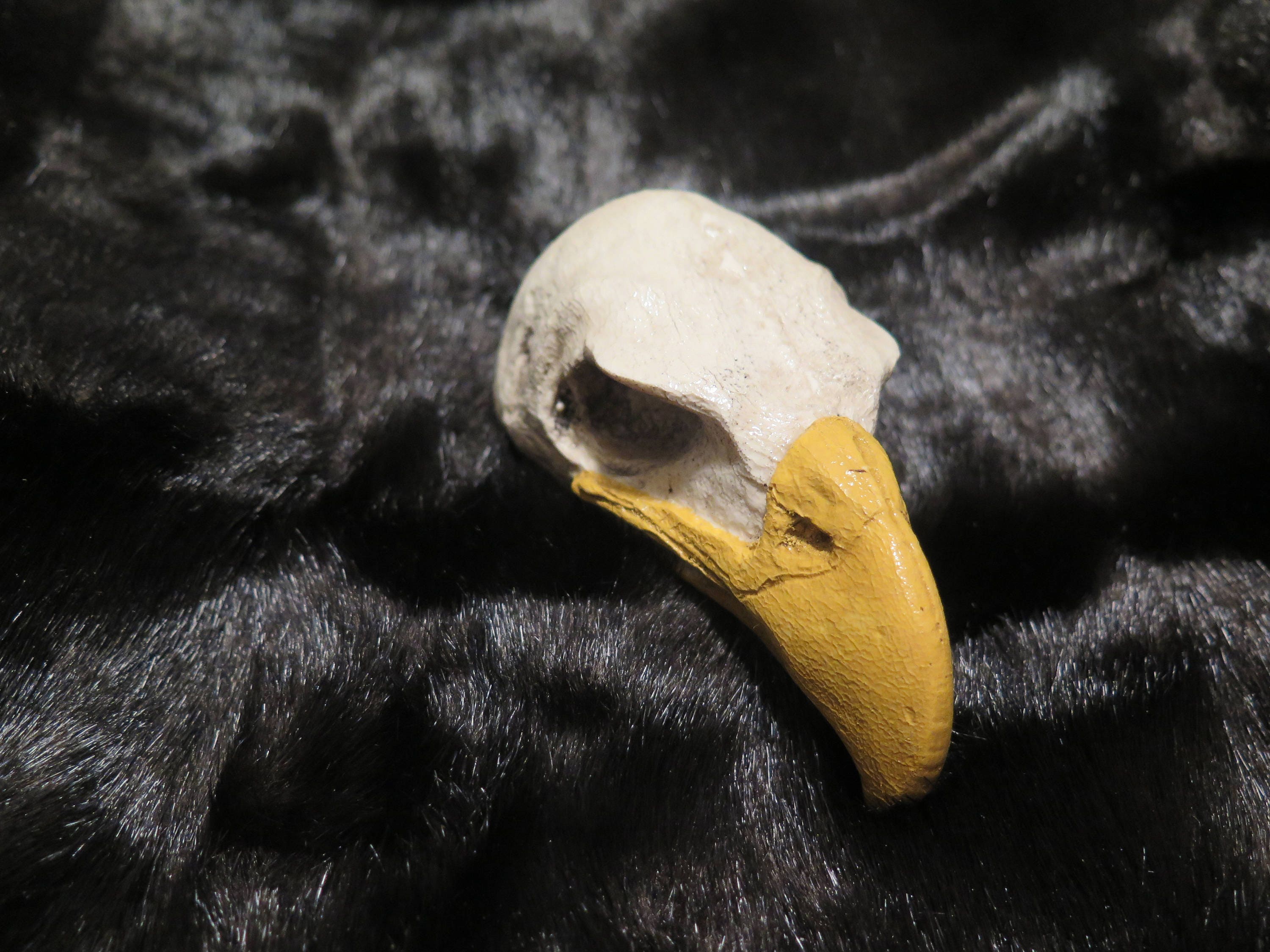Golden Eagle Skull Eagle Skull one with a Open Mouth and one with a