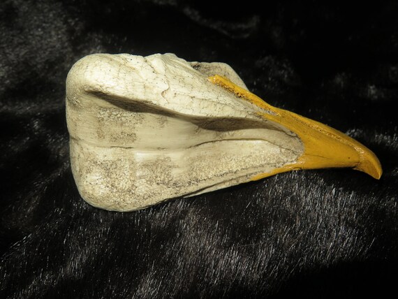 Golden Eagle Skull Eagle Skull One With A Open Mouth And One With A Closed Mouth