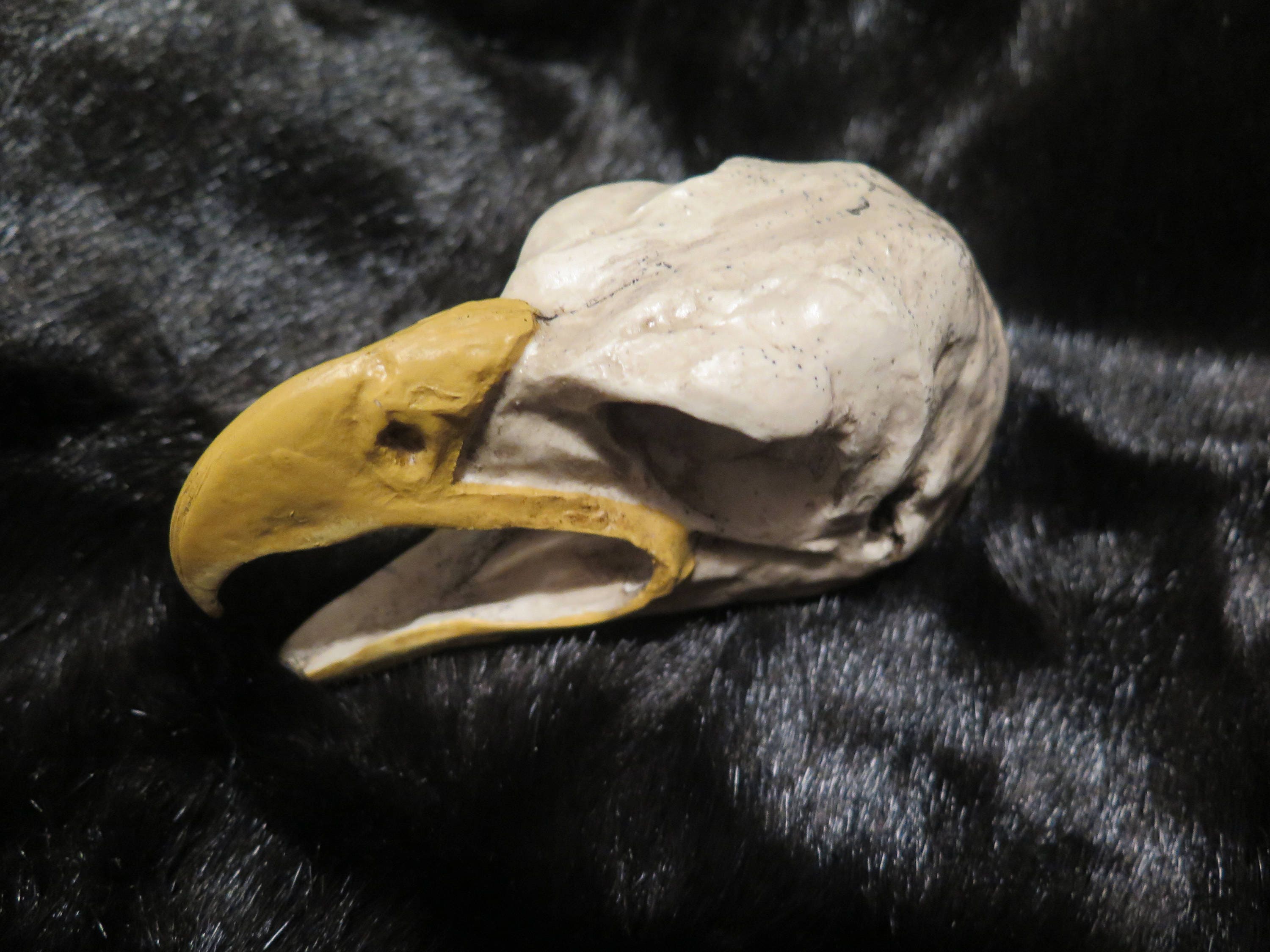 Golden Eagle Skull Eagle Skull one with a Open Mouth and one with a