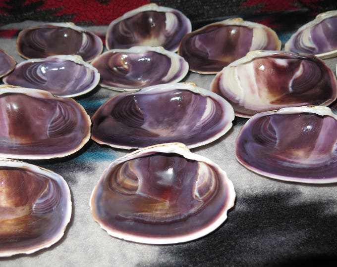 Crafters Wampum wampum beads Clam Shell Jewelry Sold in lots of 3 Jewelry grade Purple Each Half Shell Rare since the days of Roger Williams
