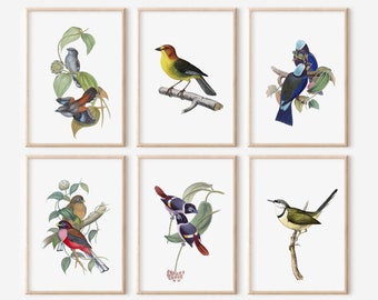 Vintage Birds Set of 6 Prints, Vintage Bird Illustration, Antique Art, Bird Posters, Vintage Art, Bird Painting, Spring Decor, Bird Prints