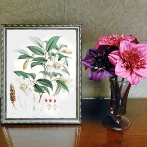 Kreuzstich Muster: Vintage Botanische Blumen Printable, 14 Count UND 18 Count Instant Download PDF-Dateien, Kreuzstich-Diagramm