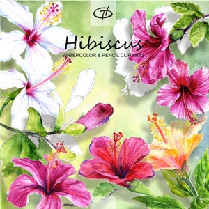 May include: Watercolor and pencil clip art illustrations of pink, white, and yellow hibiscus flowers. The flowers are arranged in a bouquet with green leaves and stems. The text "Hibiscus Watercolor & Pencil Clip Arts" is at the top of the image.