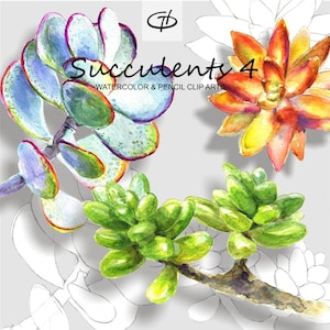 Watercolour & Pencil Succulent Clip Art set 4- Hand Painted and Hand Drawn Graphics, printable cliparts, card making