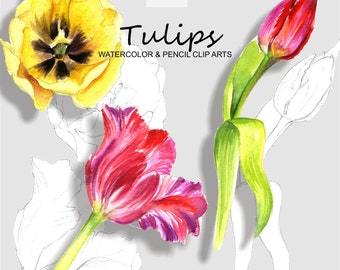 Tulips Watercolor and Pencil Cliparts- Handmade Digital cliparts