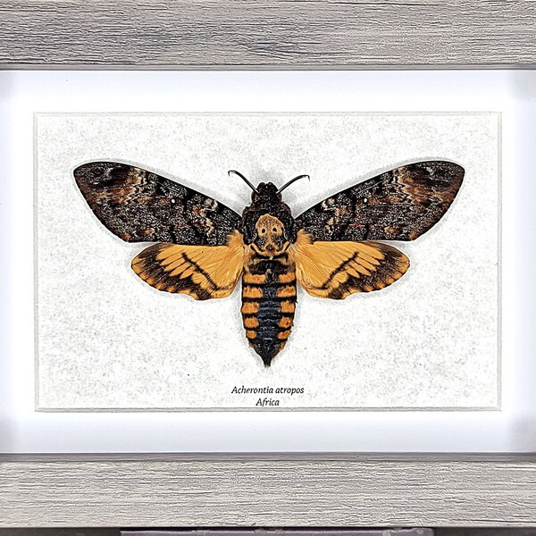 Framed Real Moth Display in Shadowbox Frame, LARGE Acherontia atropos, Death's Head Hawkmoth Taxidermy A1 #025