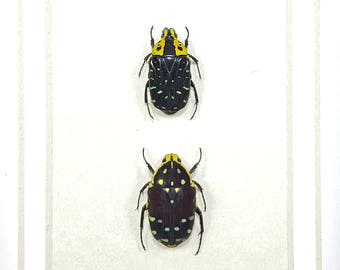 CLEARANCE Framed Real Beetle Display in Natural Wood Shadowbox, Euchroea Clementi & Euchroea Histrionica Jewel Flower Beetle A1 #102