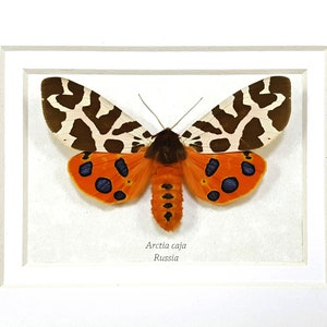 Framed Arctia Caja Garden Tiger Moth Or Great Tiger Taxidermy Etsy