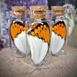 One Vial Great Orange Tip Butterfly Wing / Hebomoia glaucippe / Gift / Cabinet of Curiosities/ Apothecary Bottles / Preserved Specimen Jar