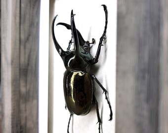 Framed Real Beetle Display in Shadowbox, 70mm+ Chalcosoma atlas, Atlas Beetle Taxidermy A1  #41