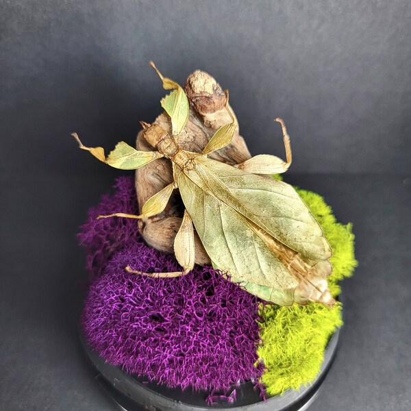 Insect Taxidermy Terrarium - Etsy