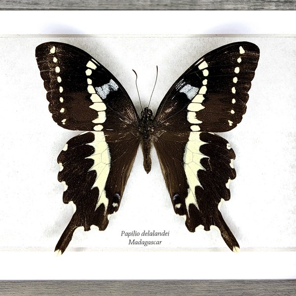 Framed Real Butterfly Display in Shadowbox Frame, Papilio delalandei, African Swallowtail, Taxidermy A1-/A-   #049