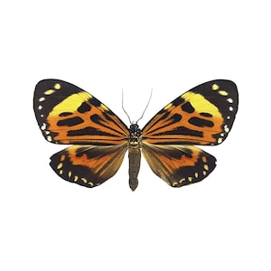 ONE Unmounted Chetone histrio CLOSED WINGS | Boisduval&#39;s Tiger Hubbard&#39;s Day Flying Moth | Entomology | Natural History