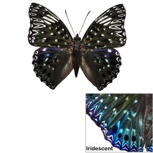 ONE A1 Unmounted Dichorragia nesimachus CLOSED WINGS | Constable Iridescent Butterfly | Entomology | Natural History