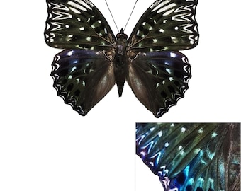 ONE A1 Unmounted Dichorragia nesimachus CLOSED WINGS | Constable Iridescent Butterfly | Entomology | Natural History