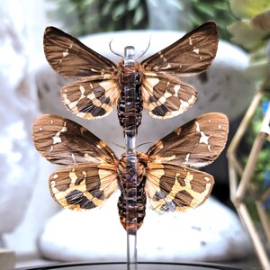 Real Moth Glass Dome Cloche Display, Arctia caja PAIR, Garden Tiger Moth or Great Tiger, Taxidermy A/A1 image 2