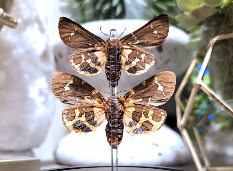 Real Moth Glass Dome Cloche Display, Arctia caja PAIR, Garden Tiger Moth or Great Tiger, Taxidermy A/A1 image 2