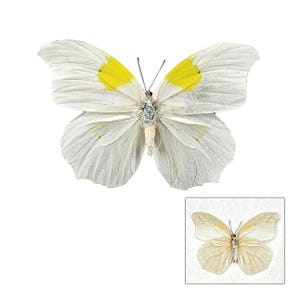 May include: A white butterfly with yellow markings on its wings. The butterfly is spread out with its wings open.