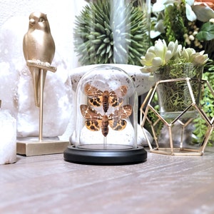 Real Moth Glass Dome Cloche Display, Arctia caja PAIR, Garden Tiger Moth or Great Tiger, Taxidermy A/A1 image 3