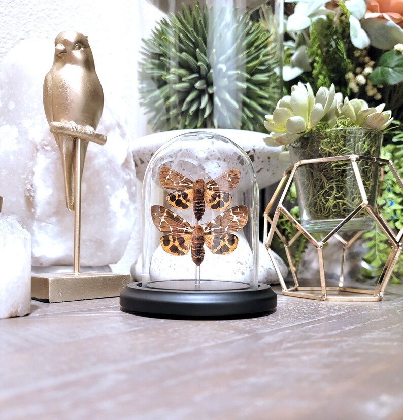 Real Moth Glass Dome Cloche Display, Arctia caja PAIR, Garden Tiger Moth or Great Tiger, Taxidermy A/A1 image 3