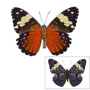 ONE A1 Unmounted Hamadryas amphinome CLOSED WINGS | Red Cracker Butterfly | Entomology | Natural History