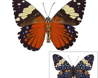 May include: Two butterflies, one with orange, black, and white wings and the other with blue, black, and white wings.
