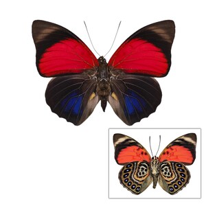 ONE Rare A1 Unmounted Agrias claudina lugens CLOSED WINGS | Brush Footed Butterfly | Entomology | Natural History