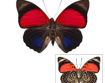 標本 Peru Prepona praeneste 84mm 標本 Peru Prepona praeneste 84mm Prepona praeneste confusa M A1