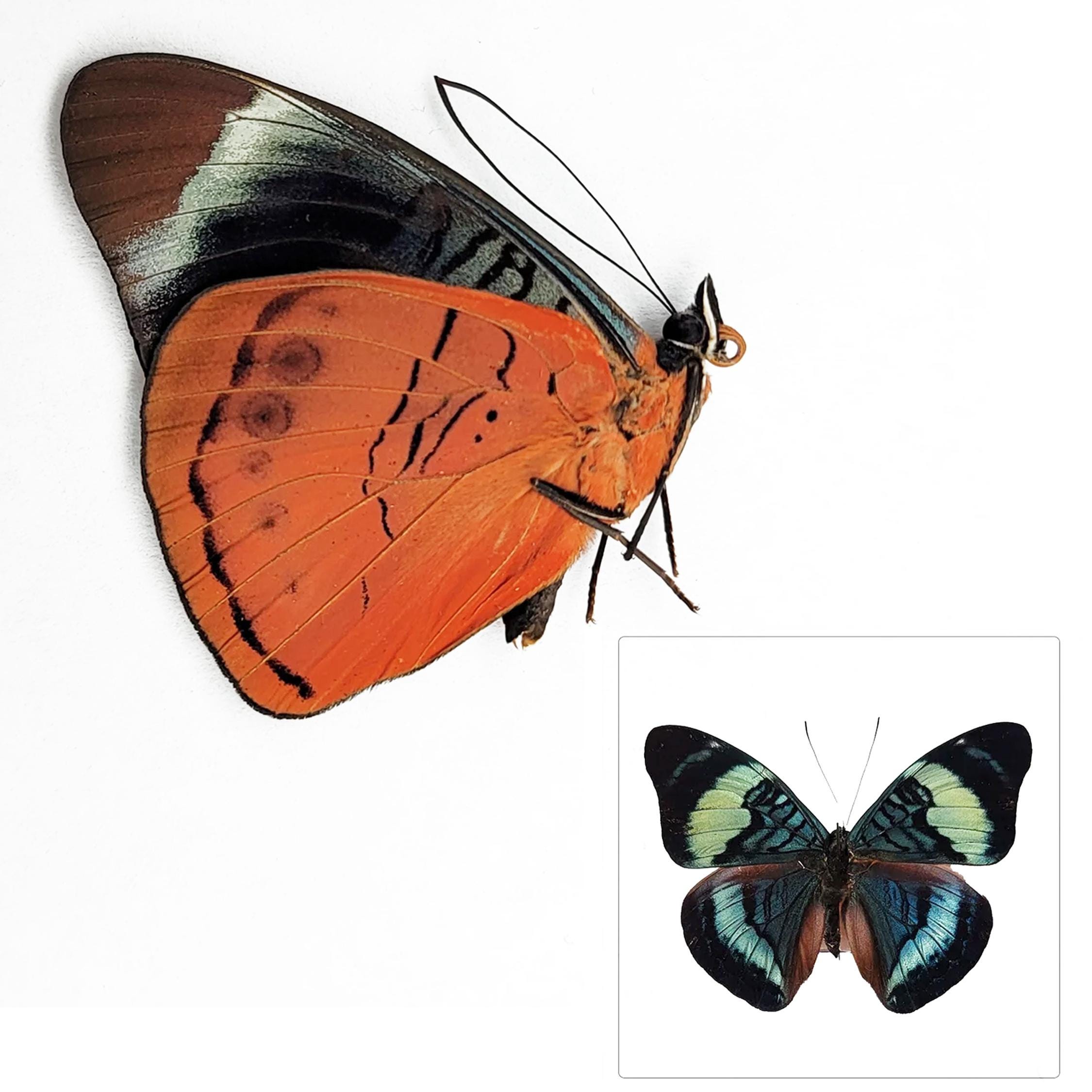 ONE Unmounted Panacea regina CLOSED WINGS | Queen Flasher | Butterfly | Entomology | Natural History | Insects