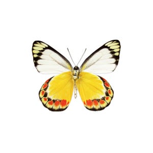 ONE A1 Unmounted Delias fasciata CLOSED WINGS | Jezebel Butterfly | Entomology | Natural History