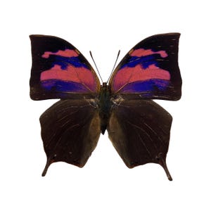 ONE A1 Unmounted Anaea nessus CLOSED WINGS | Superb Cindy&#39;s Leafwing Butterfly | Entomology | Natural History