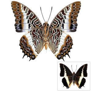 ONE  Unmounted Charaxes brutus angustus CLOSED WINGS | White-barred Emperor Butterfly | Entomology | Natural History