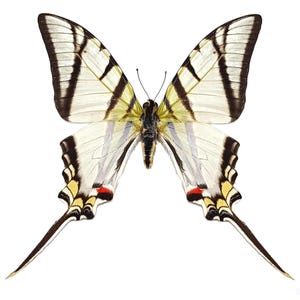 ONE Unmounted Eurytides protesilaus nigricornis CLOSED WINGS | Zebra Swallowtail Butterfly | Entomology | Natural History